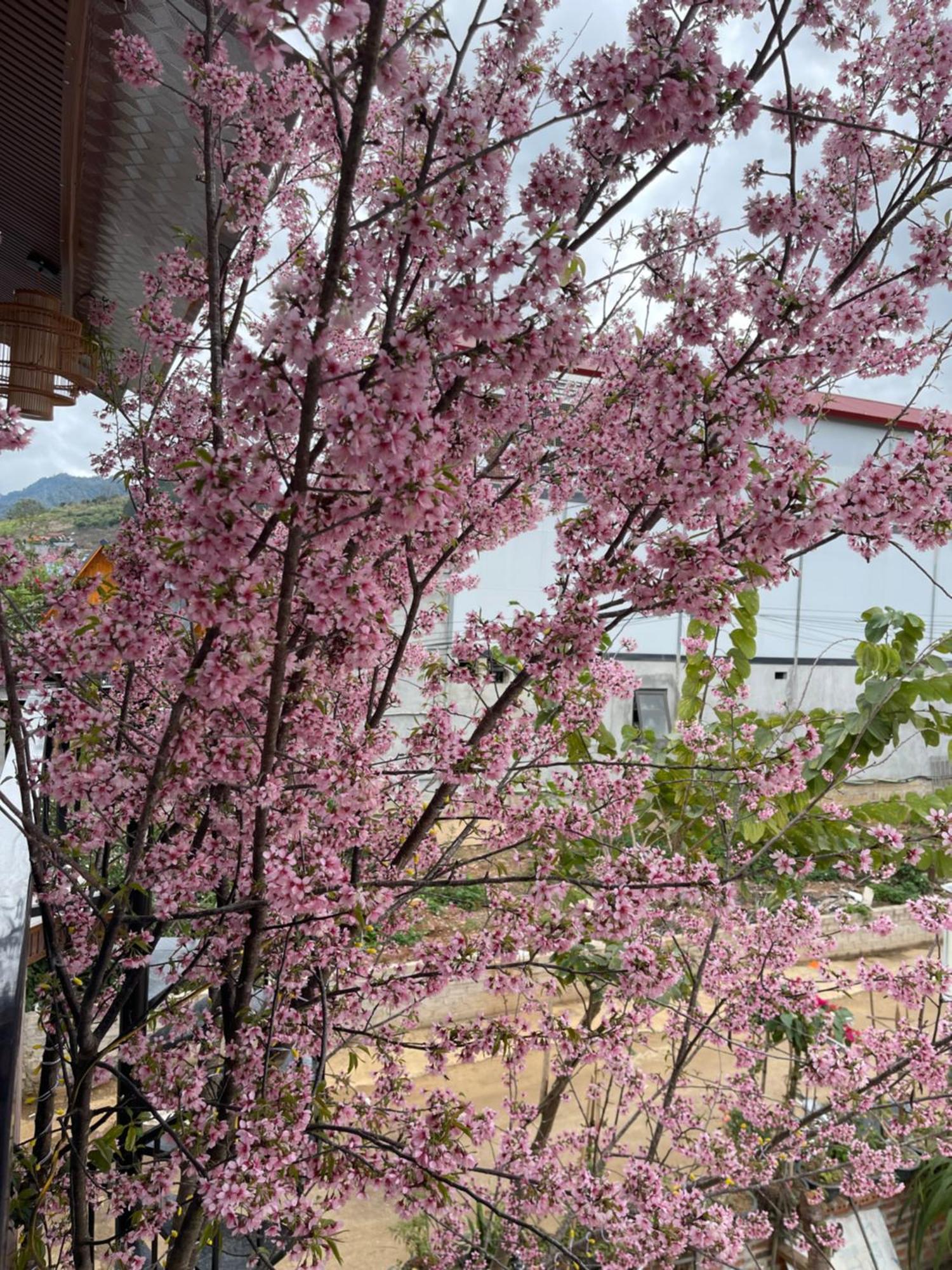 Bin House - Moc Chau Hotel Ngoại thất bức ảnh